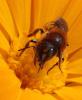 Osmia aurulenta